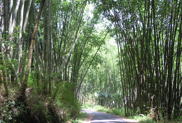 Bambus -Dorf Bena - Flores - Indonesien